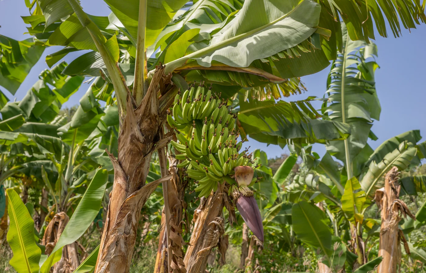 Plantation de bananes en Guadeloupe, agrotourisme aux Antilles