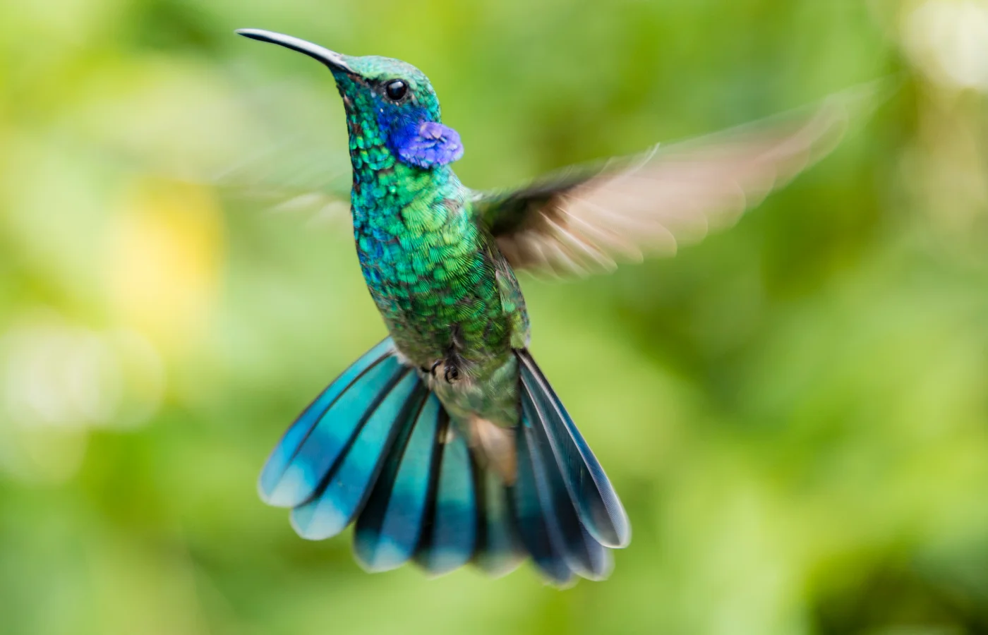 Colibri dans la forêt tropicale des Antilles