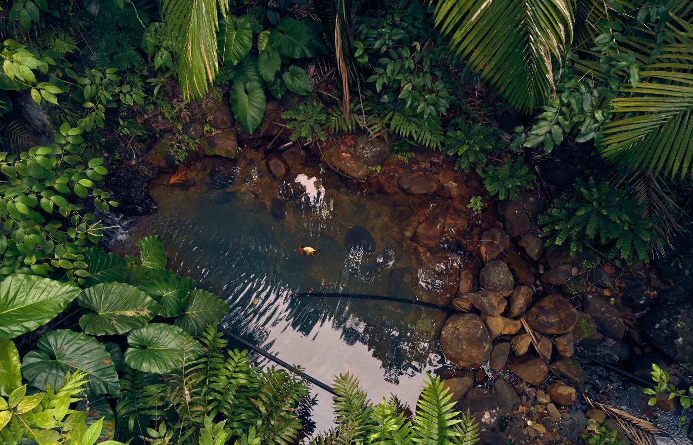 Rivière cristalline en Basse-Terre, Guadeloupe