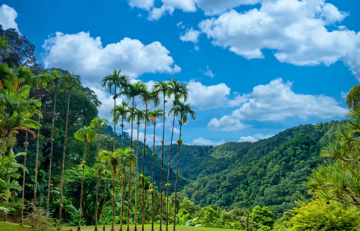 Jardin tropical luxuriant en Martinique pour le yoga et la méditation