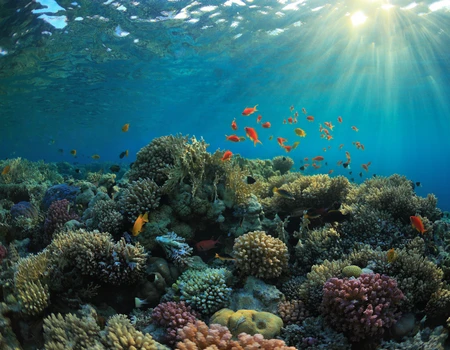 Plongée sous-marine en Dominique